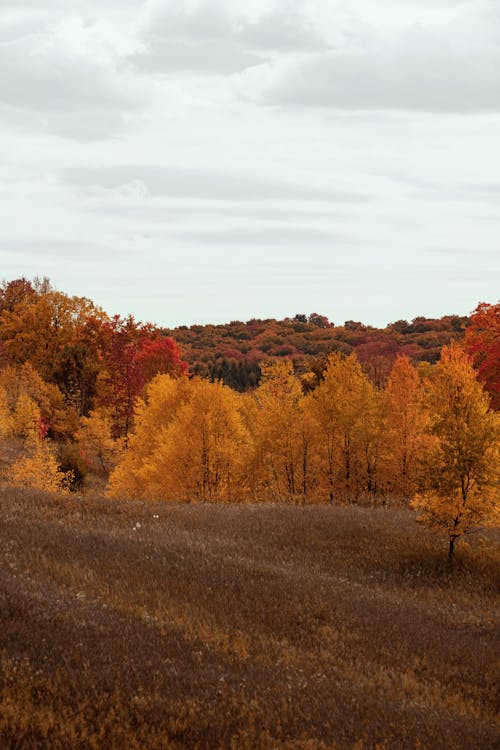 Autumn Trees on Grass Field