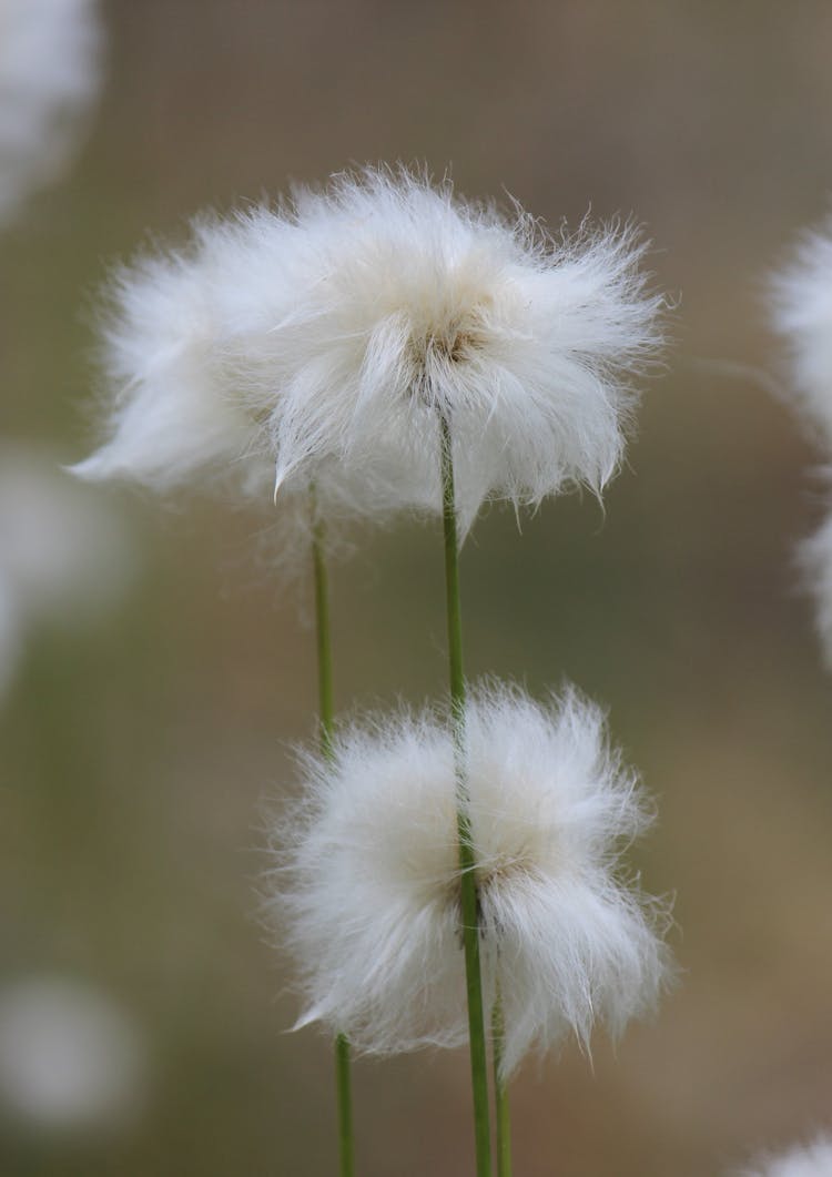 A White Cotton Flowers In Full Bloom