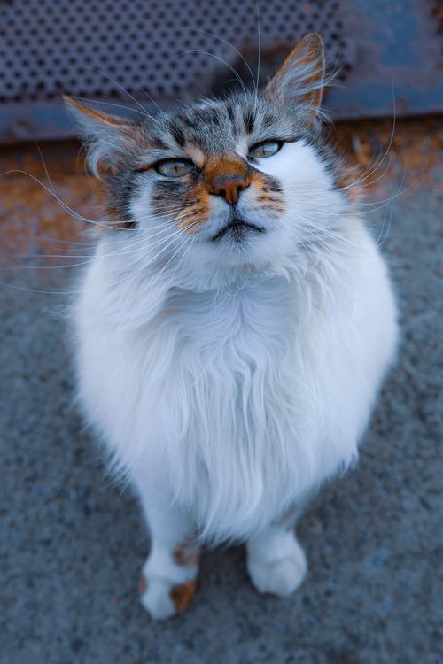 Close-up Shot of a Long Coated Cat · Free Stock Photo
