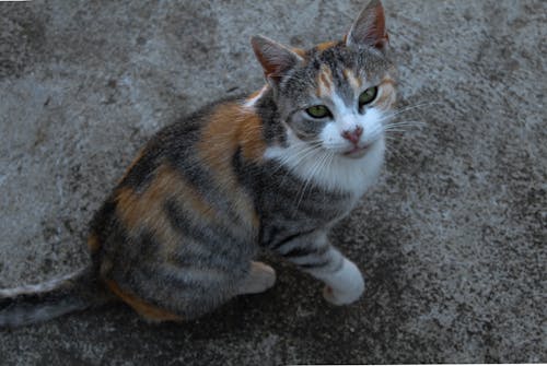 Tabby Cat Sitting on Ground Close-up Photo