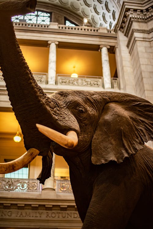 Kostenloses Stock Foto zu afrikanischer elefant, ausstellungsstück, baumstamm