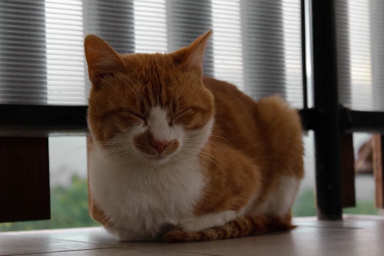 Orange Tabby Cat On The Floor