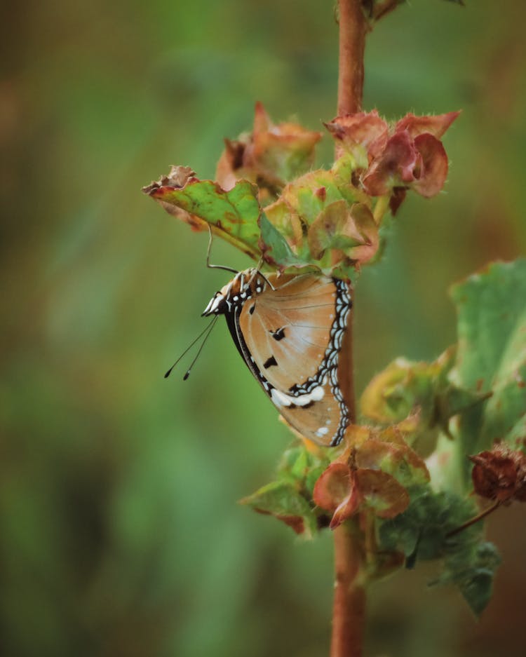 Butterfly On Plant