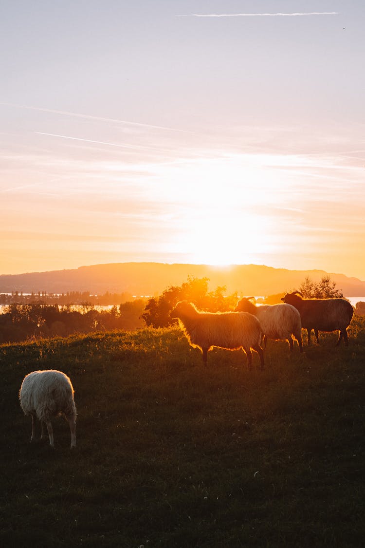 Sheep Grazing On A Hill At Sunset 