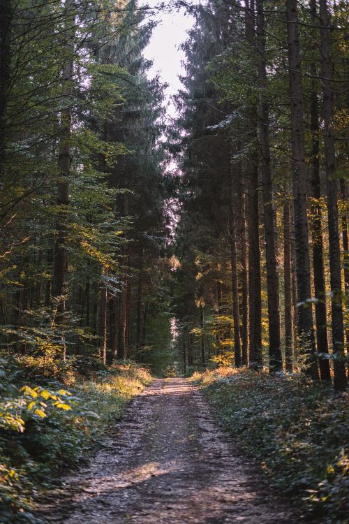 Free Explore a tranquil forest pathway with towering trees and dappled sunlight. Stock Photo