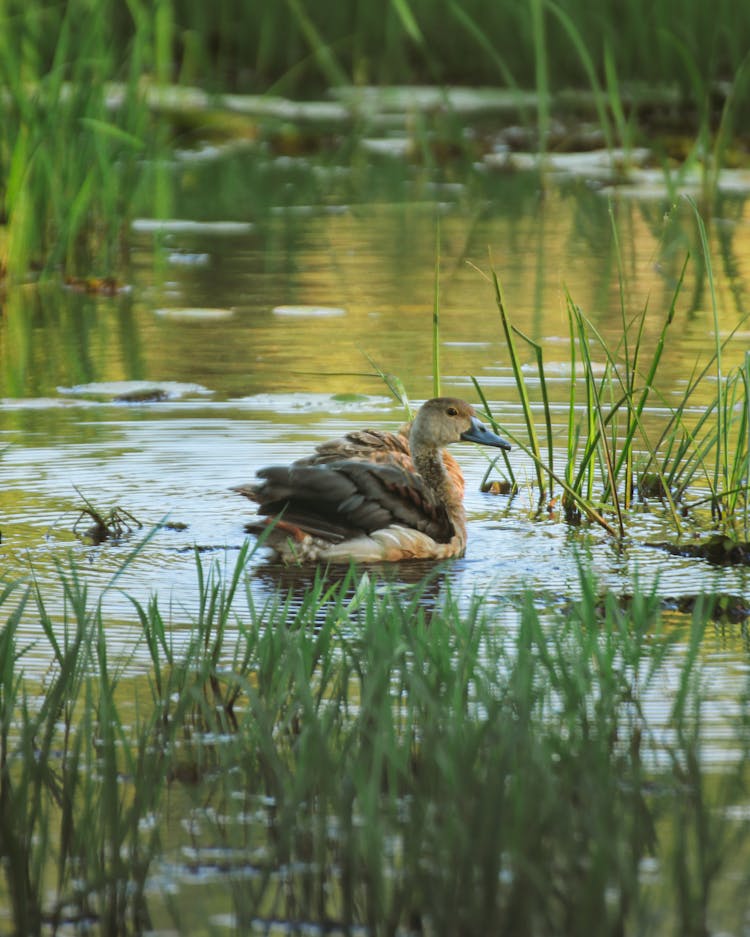 Duck In Pond