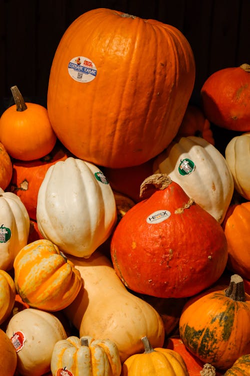 Pumpkins in Close Up Photography