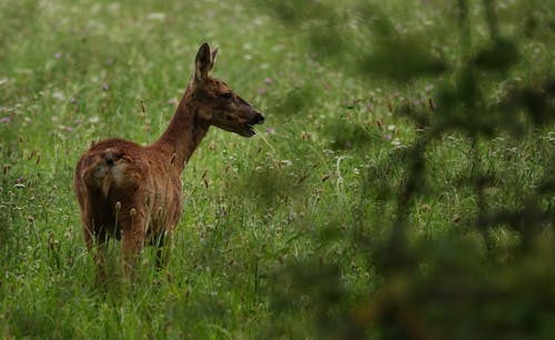 Foto profissional grátis de animal da fazenda, arranhando, campo de grama