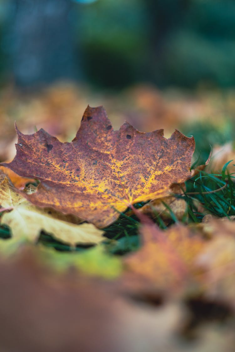 Dried Maple Leaves On The Ground