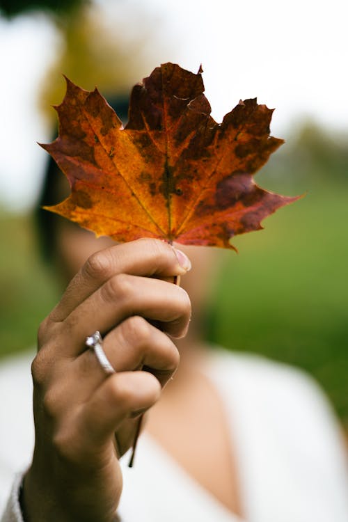 Close-up of a Woman Holding an Autumnal Maple Leaf 