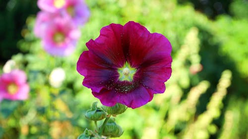 Selective Focus Photography Of Purple Hollyhock Flower In Bloom