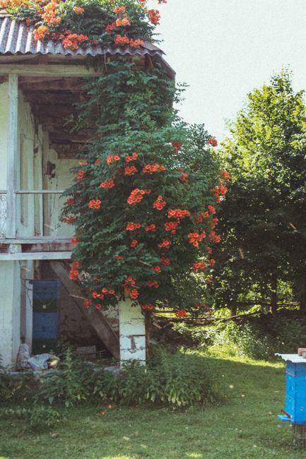 Beautiful rustic house adorned with vibrant red flowers and lush green garden scenery.