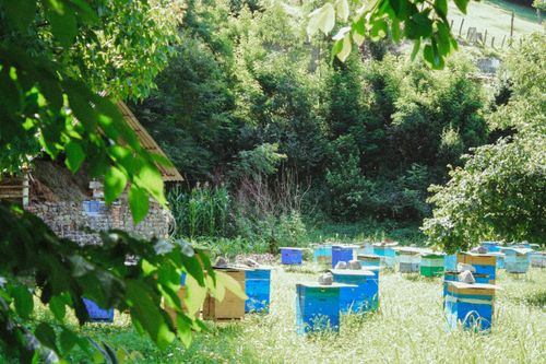 Free Vibrant beehives set amid lush greenery in Zaqatala, showcasing the beauty of nature. Stock Photo