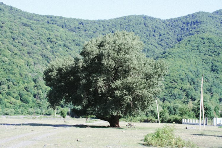 Great Old Tree On The Meadow