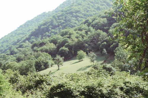 Free A serene landscape of green hills and trees under bright sunlight, capturing the essence of nature. Stock Photo