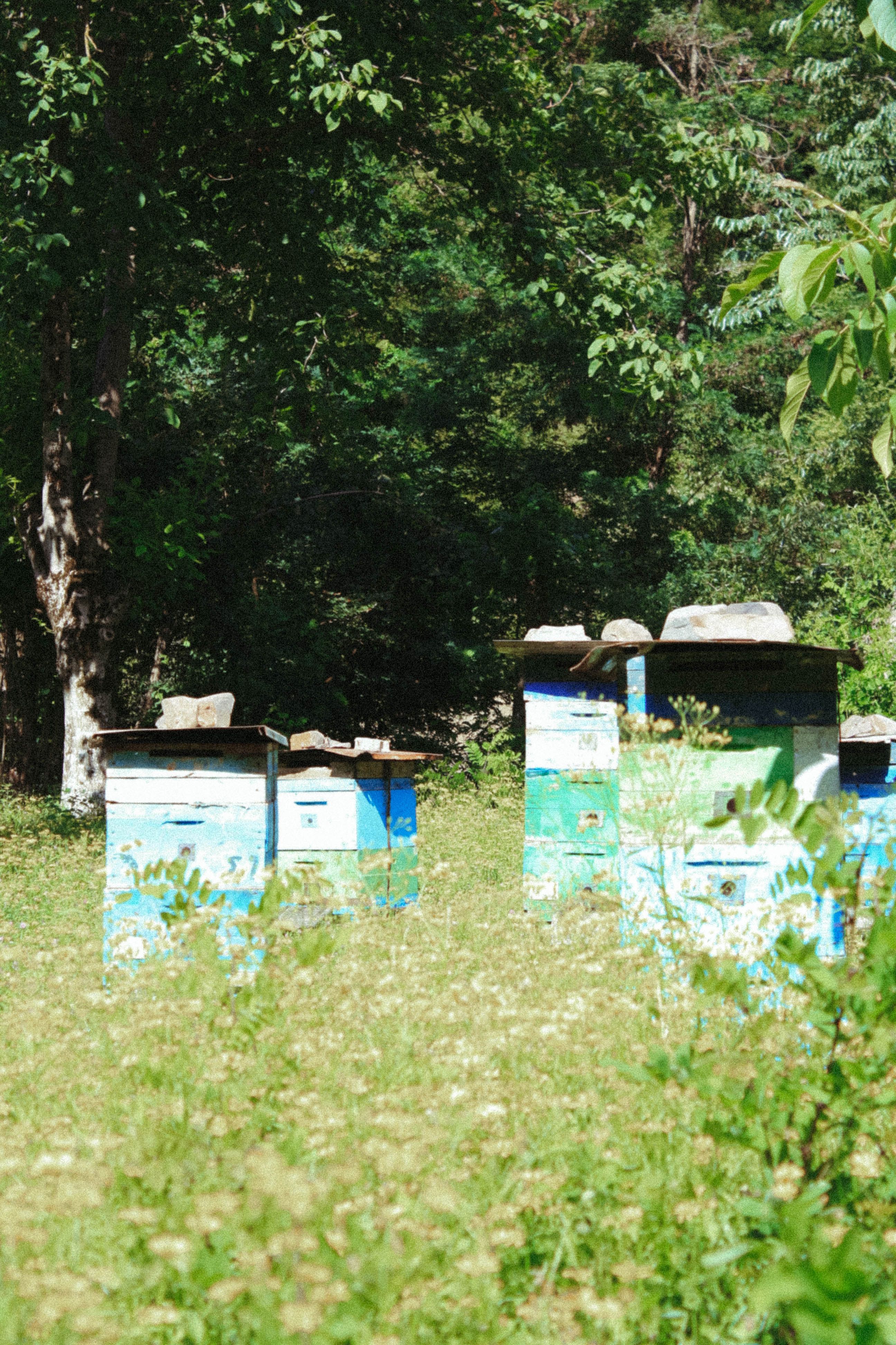 Colorful Langstroth beehives in a sunny forest clearing, surrounded by greenery.