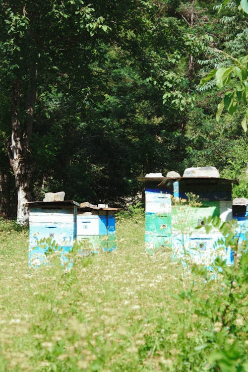Langstroth Hives at an Apiary