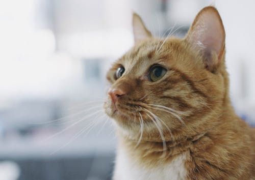 Shallow Focus Photo of Brown Cat