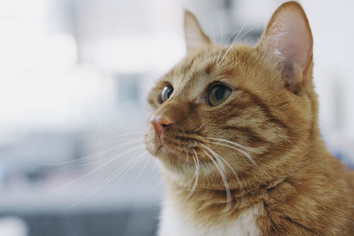 assurance pour chat de plus de 10 ans - Peut-on assurer un chat déjà malade ou très âgé ?