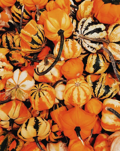 Close-Up Shot of Fresh Pumpkins