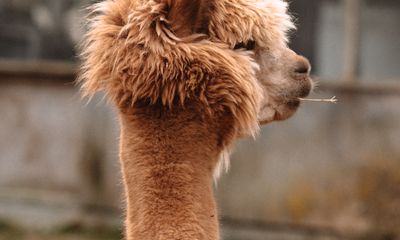 Alpaca & Llama Insurance