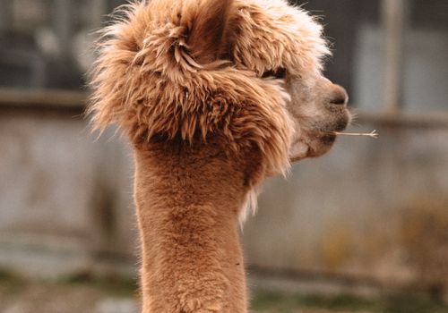Alpaca & Llama Insurance