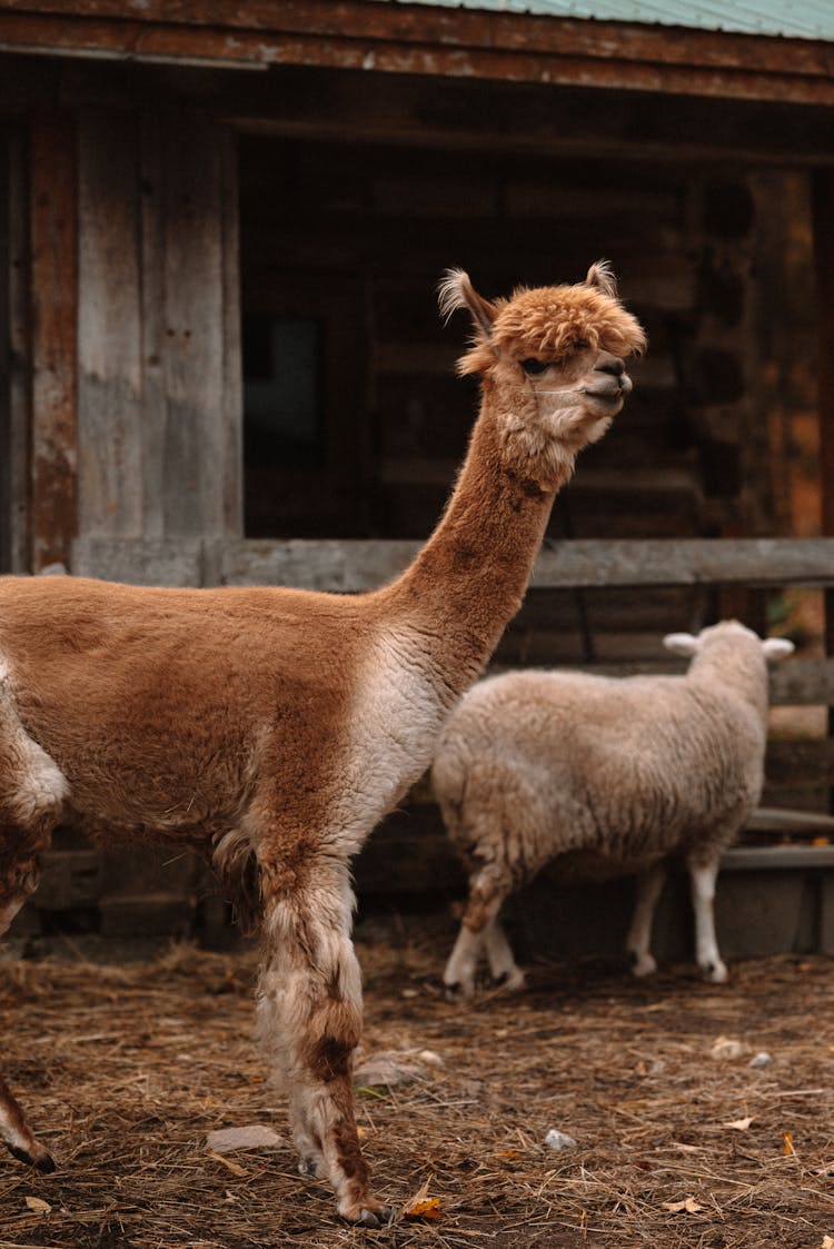 Brown Alpaca Animal In Blurred Background