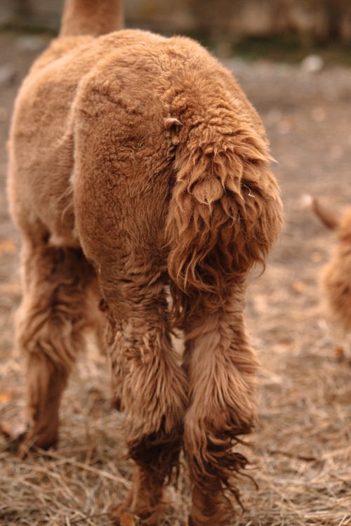 Profile of a Brown Alpaca · Free Stock Photo