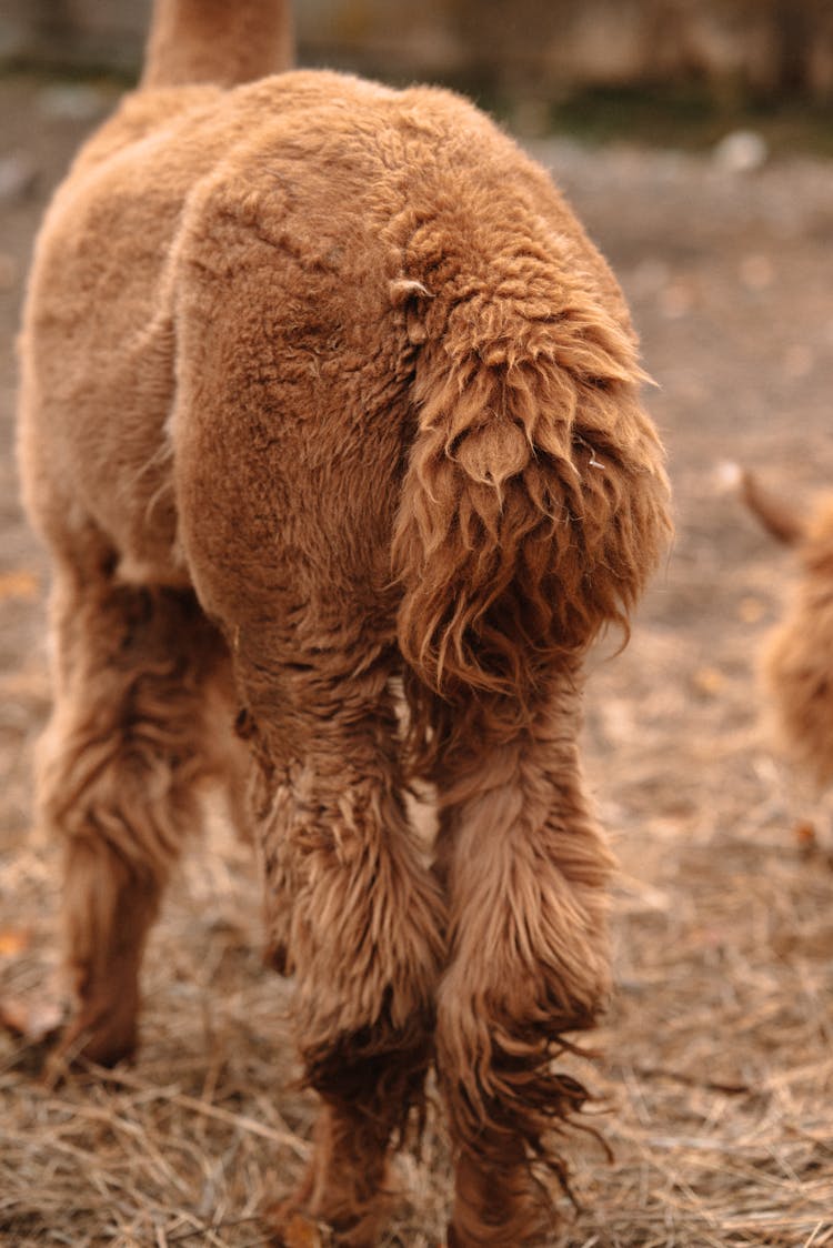 An Alpaca's Tail