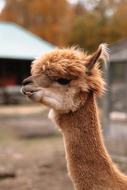 A detailed side profile of a brown alpaca outdoors on a sunny day, highlighting texture and expression.