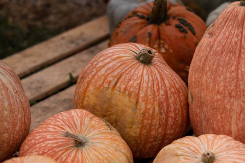 Close up of Orange Pumpkins