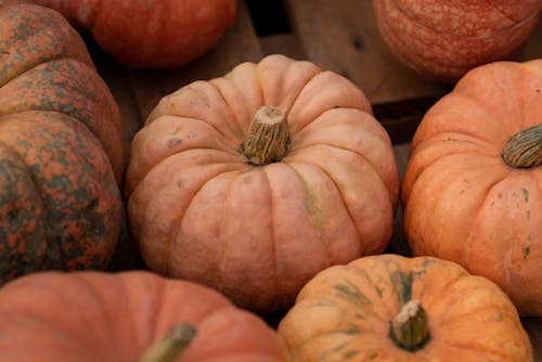 Harvest Pumpkins Close-Up Photo
