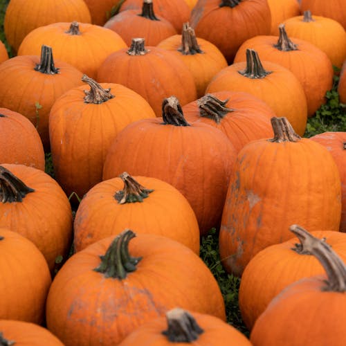 Orange Pumpkins on Green Grass