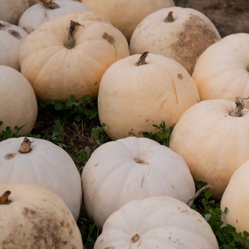 White Pumpkins on a Farm 