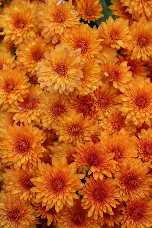 Photos gratuites de chrysanthèmes, fleurs jaunes, flore