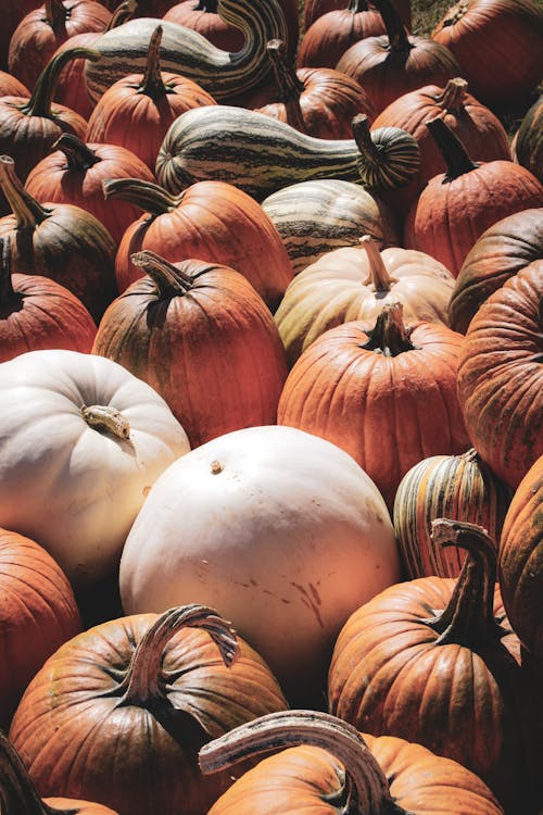 Fotos de stock gratuitas de abundancia, caer, calabaza ornamental