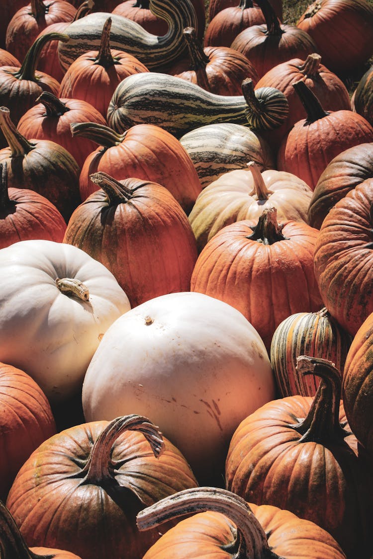 Variety Of Pumpkins