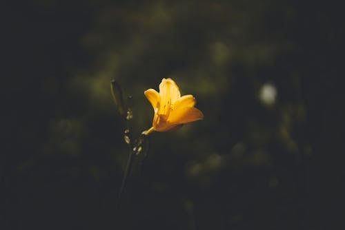 Fotos de stock gratuitas de de cerca, delicado, flor