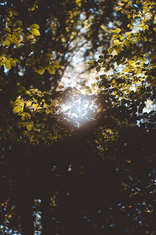 Fotos de stock gratuitas de árbol, foto de ángulo bajo, hojas