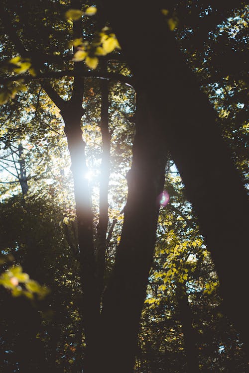 Fotos de stock gratuitas de árboles de otoño, bosque otoñal, otoño