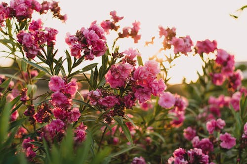 무료 핑크 꽃 스톡 사진