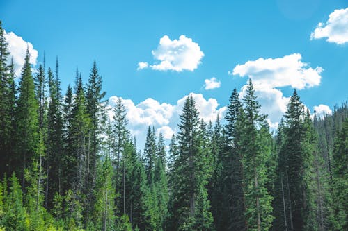 Green Pine Trees Under Blue Sky and White Clouds