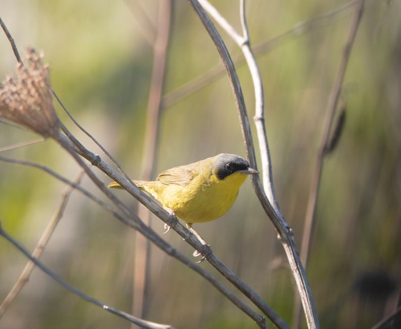 Kentucky Warbler — Yellow-masked warbler on branches