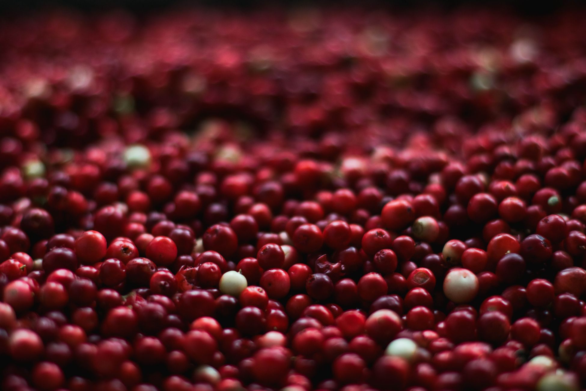 Slechts 16 mensen op Terschelling mogen cranberry's oogsten