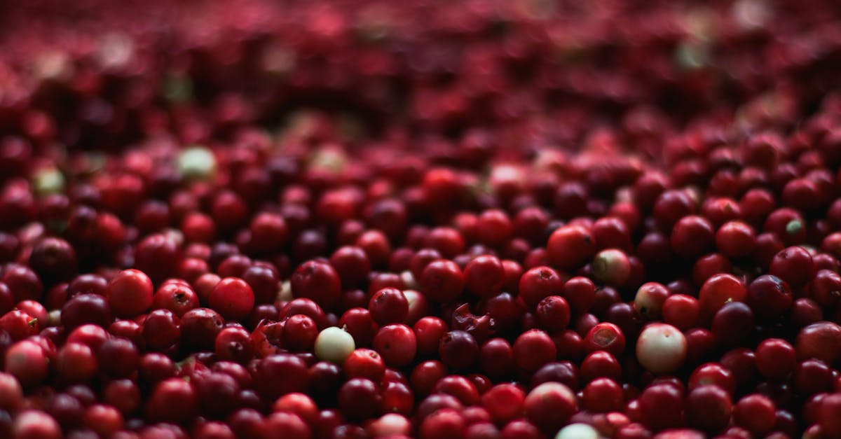A detailed close-up of fresh cranberries, highlighting their vibrant red color and healthy appeal. A detailed close-up of fresh cranberries, highlighting their vibrant red color and healthy appeal.