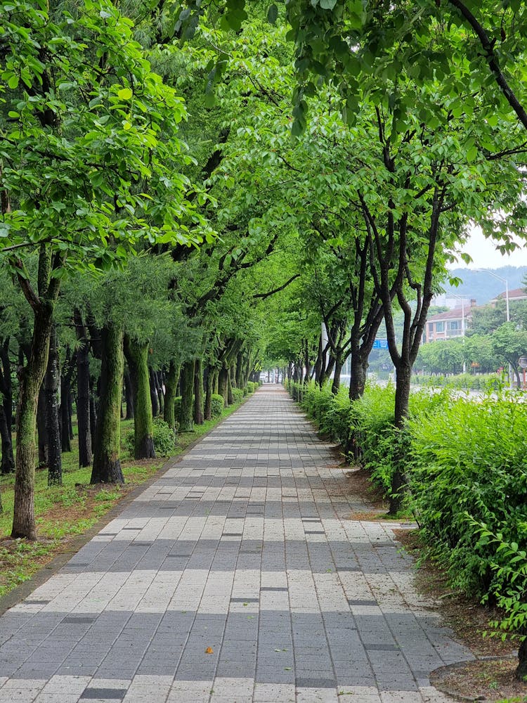 A Pathway In A Park