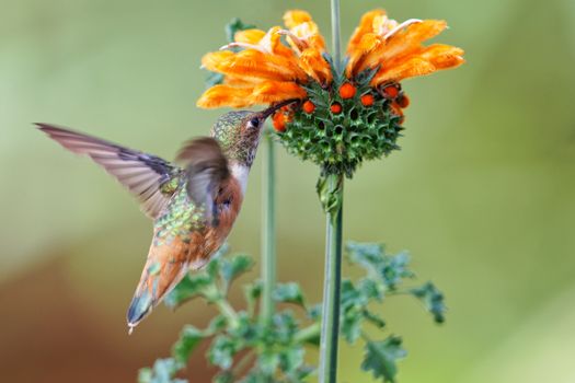 Close-up shot of Allen's hummingbird feeding on a vibrant Leonotis flower in Camarillo, California.