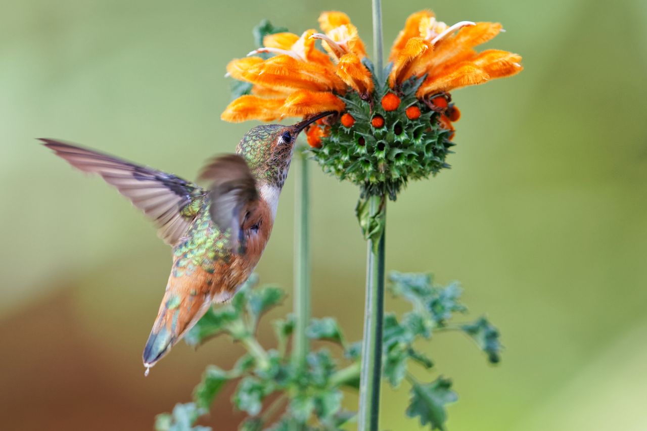 close up shot of allen s hummingbird feeding on a vibrant leonotis flo