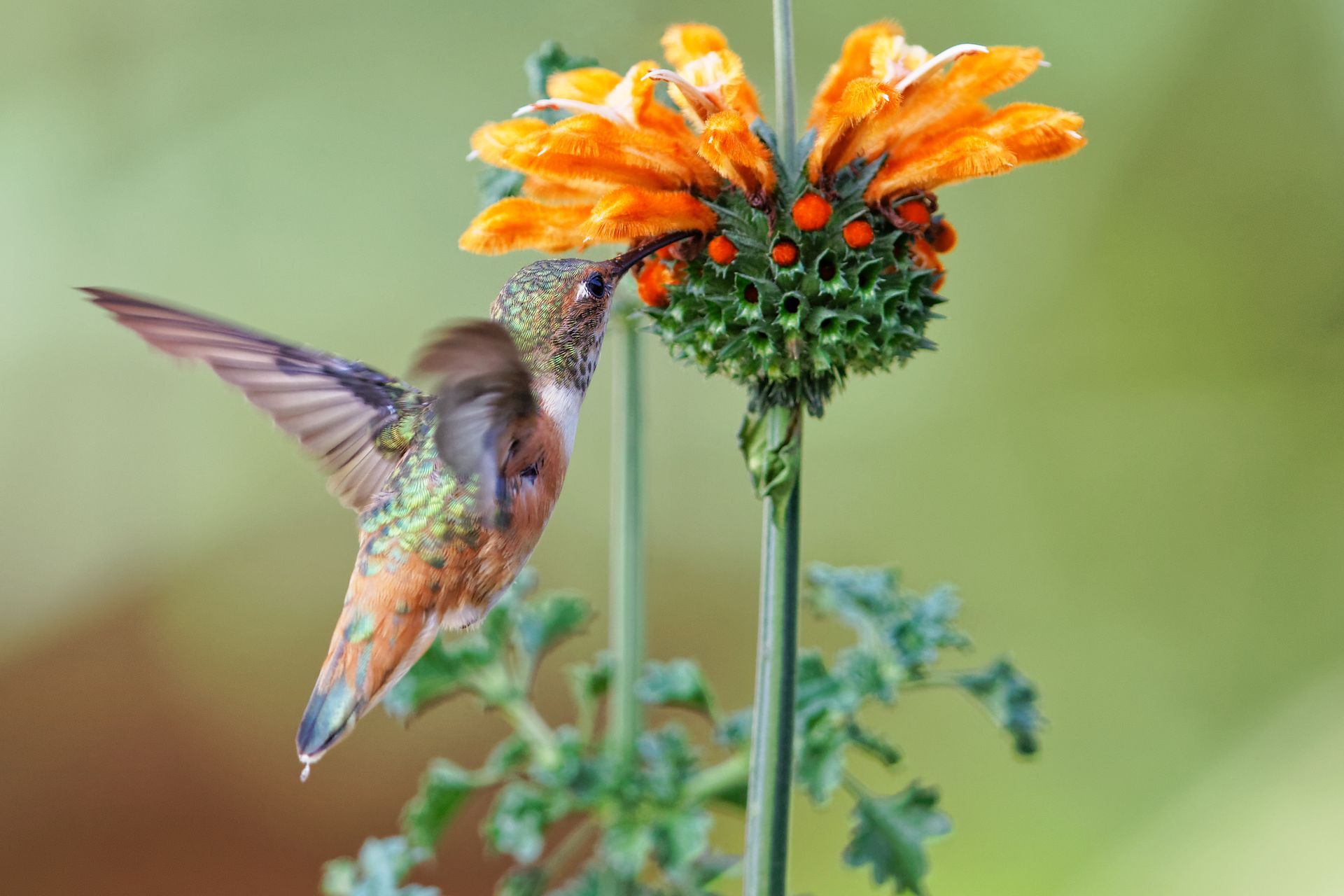 Allen's Hummingbird Feeding on Leonotis Flowers