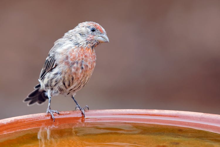 A House Finch Perched On Birdbath